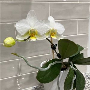 Meet your Posher, Pam